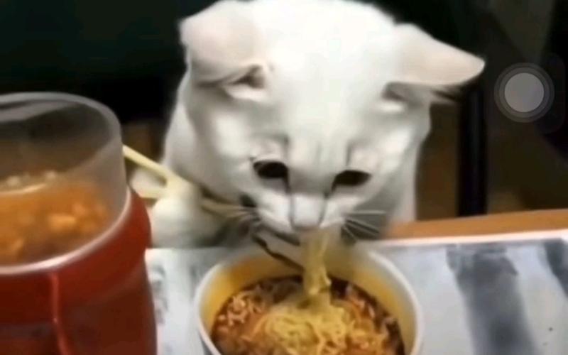 两个月的猫咪可以吃面条吗?