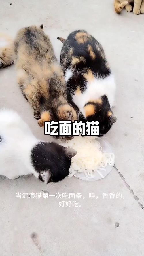 猫咪可以吃面条吗