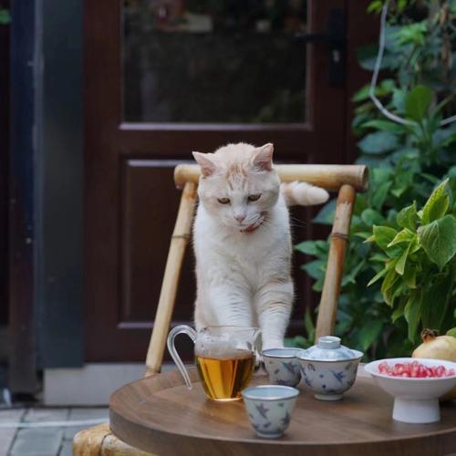 猫可以喝茶吗