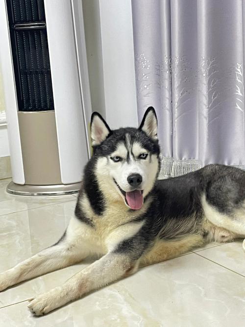 狗狗可以吹空调吗