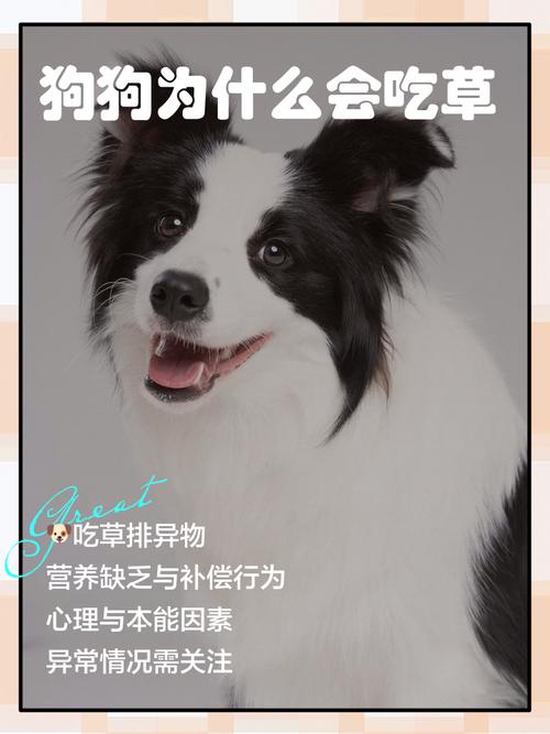 狗是否不能吃香菜