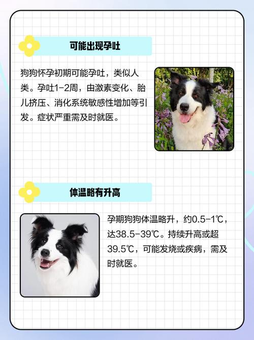 狗狗怀孕一个月最明显的征兆?