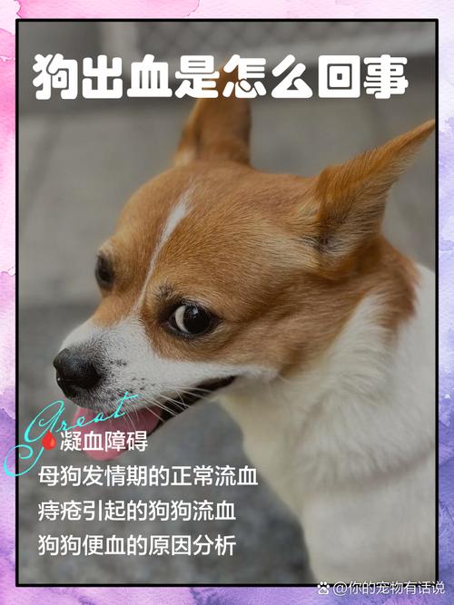 狗能吃羊血吗
