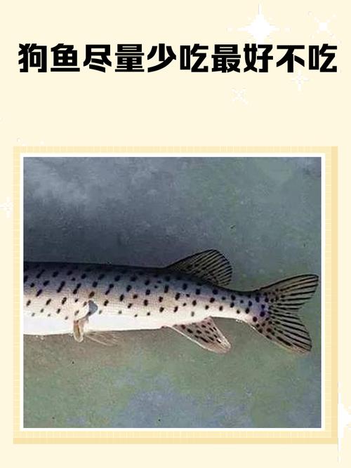 小狗可以吃什么海鱼?