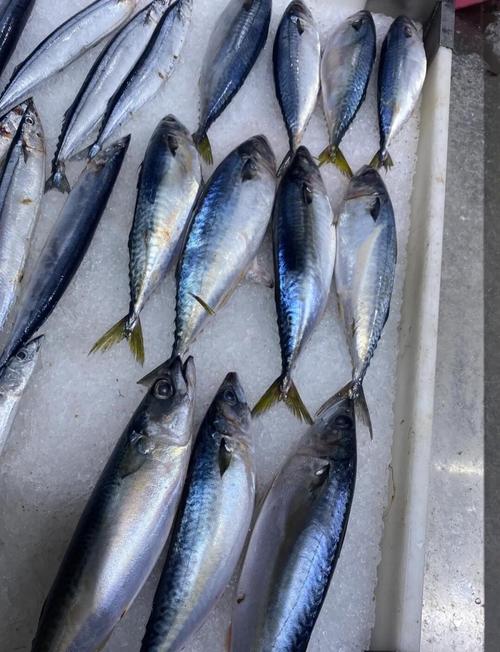 宠物狗狗能吃海鲜吗