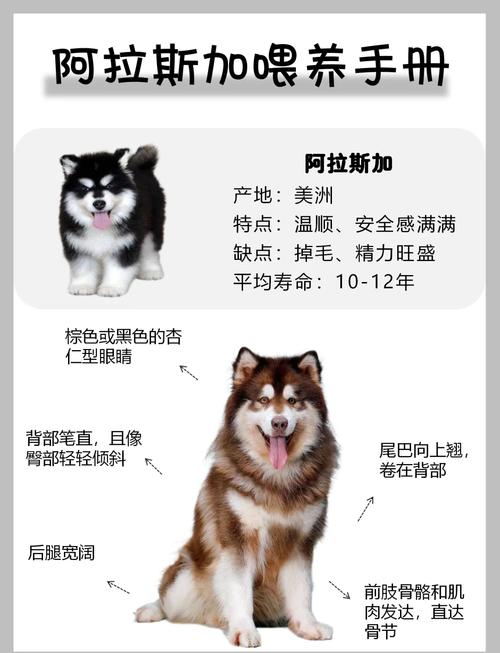 约克夏多大吃干狗粮