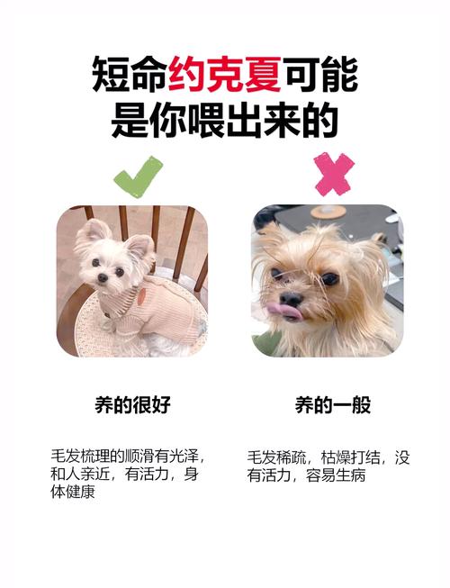 狗狗多大可以吃干狗粮?