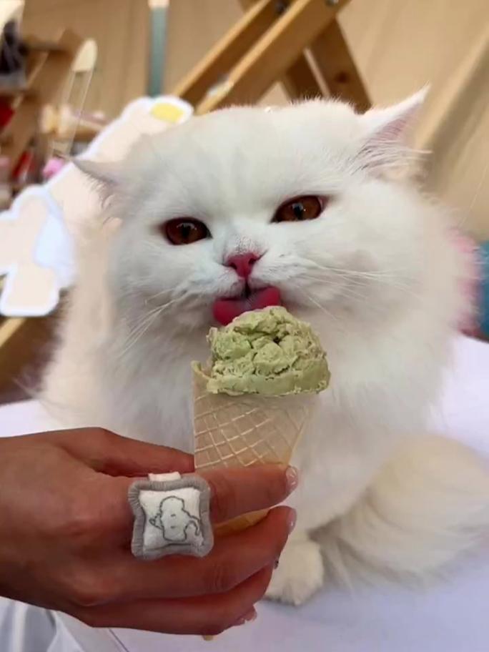 猫吃一点雪糕会死吗