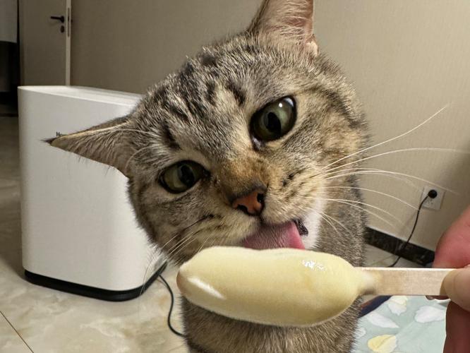 为什么不能给家养猫吃雪糕?