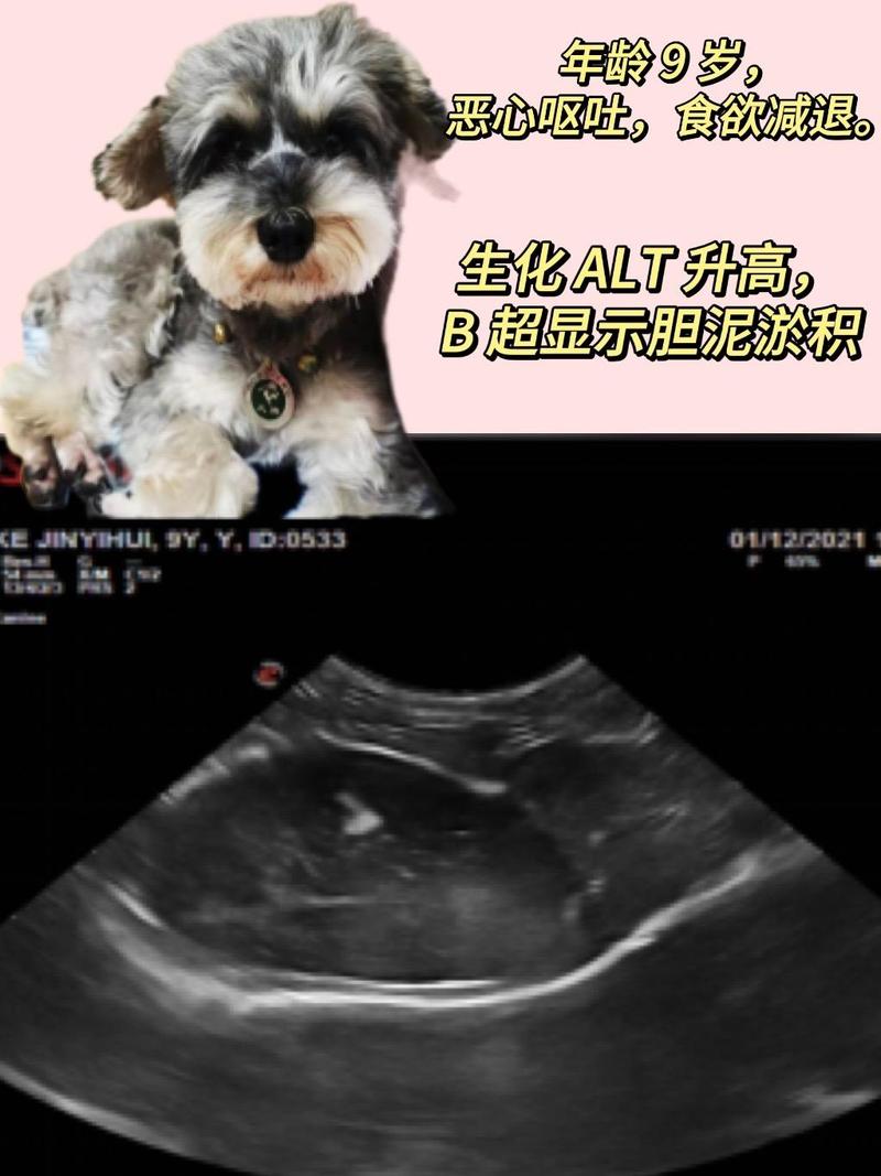 狗狗胆囊炎会导致crp升高?