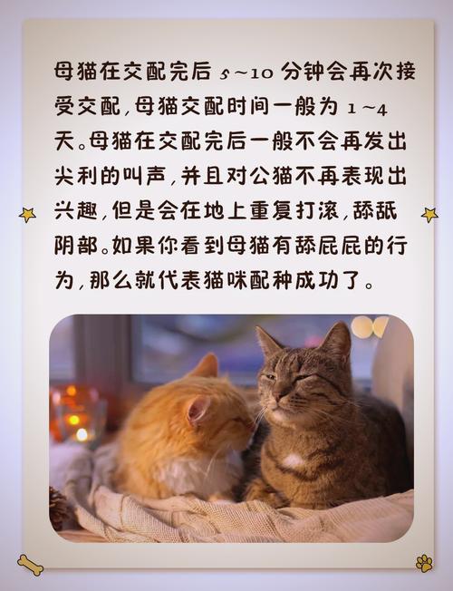 猫咪交配时间持续多久猫咪交配为什么会发出惨叫
