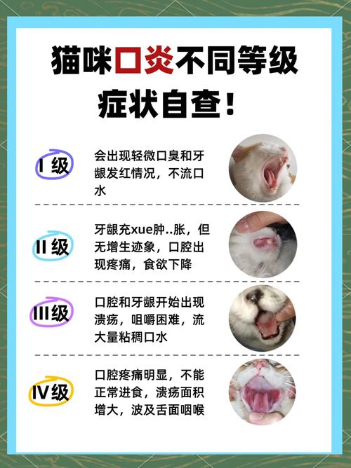 猫咪为什么会患上口炎?
