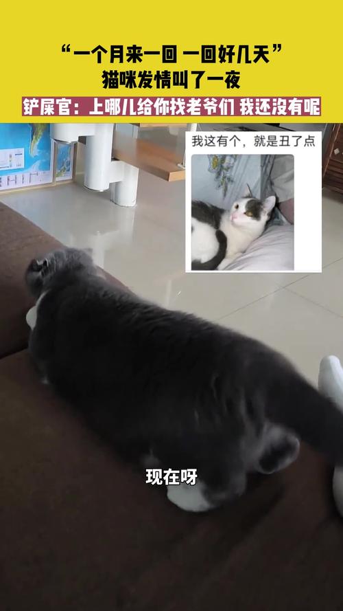 猫发情期怎么不让它叫呢?