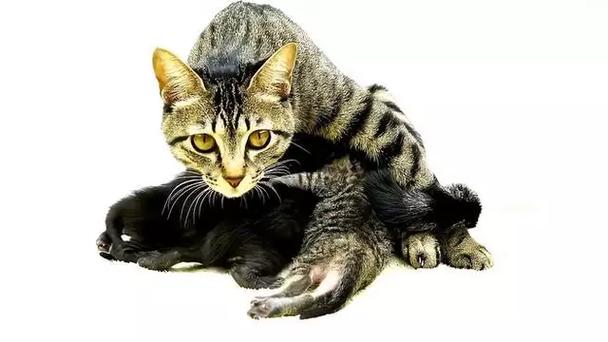 猫咪发情了怎么办能好点?