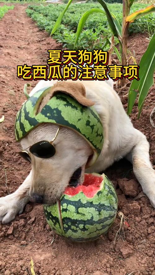 狗孕后吃什么水果