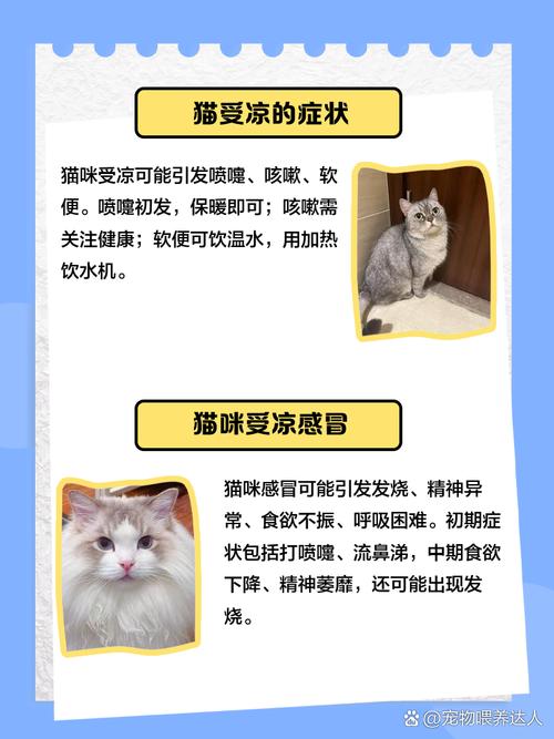 猫着凉了有什么症状