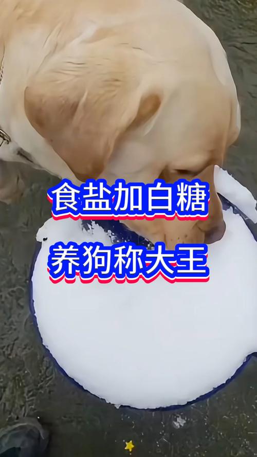 狗狗为什么不能吃白糖