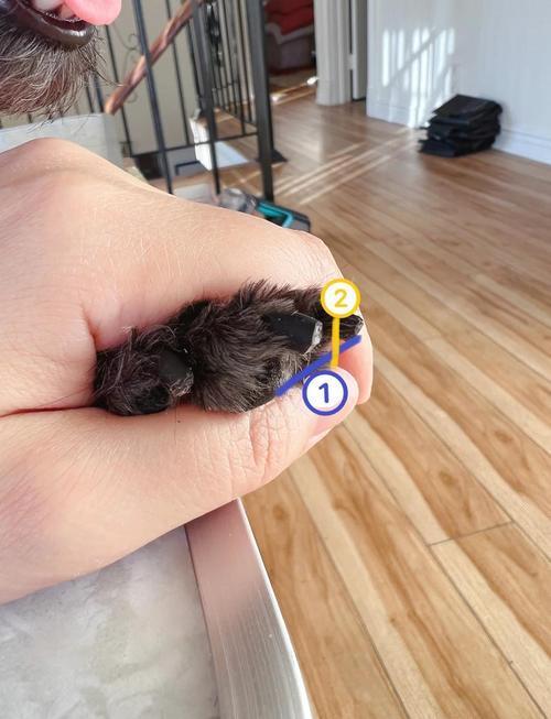 怎么帮狗狗剪指甲