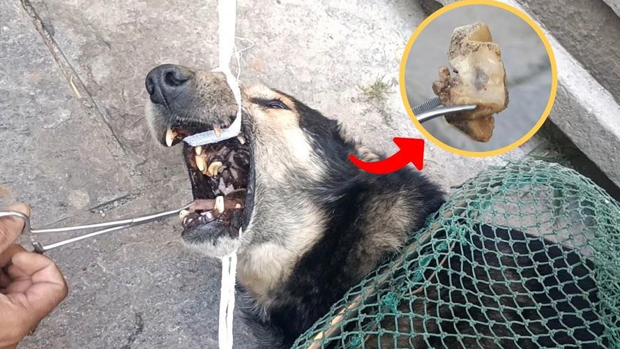 狗狗被骨头卡住了是什么反应?