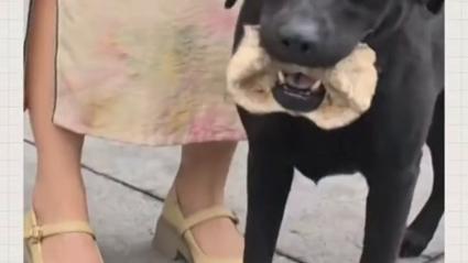 狗狗被骨头卡住了有什么症状