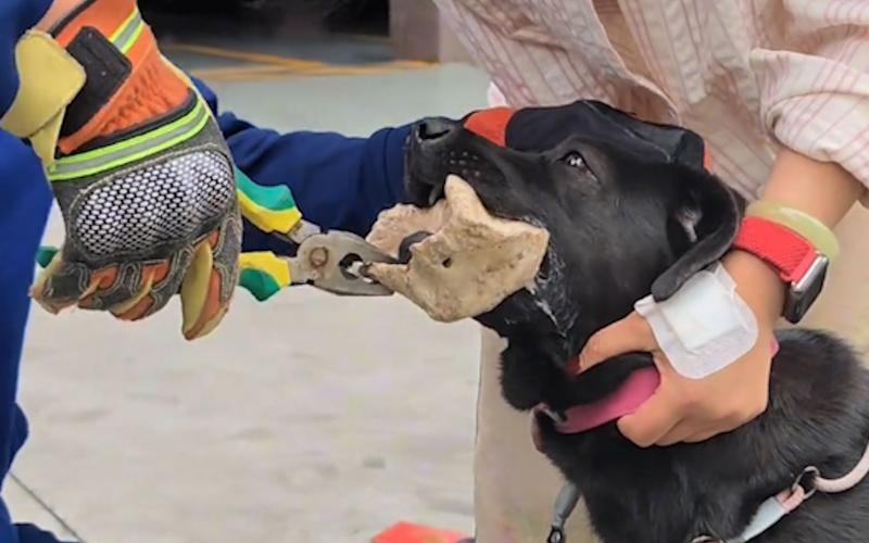 狗吃骨头被卡住表现