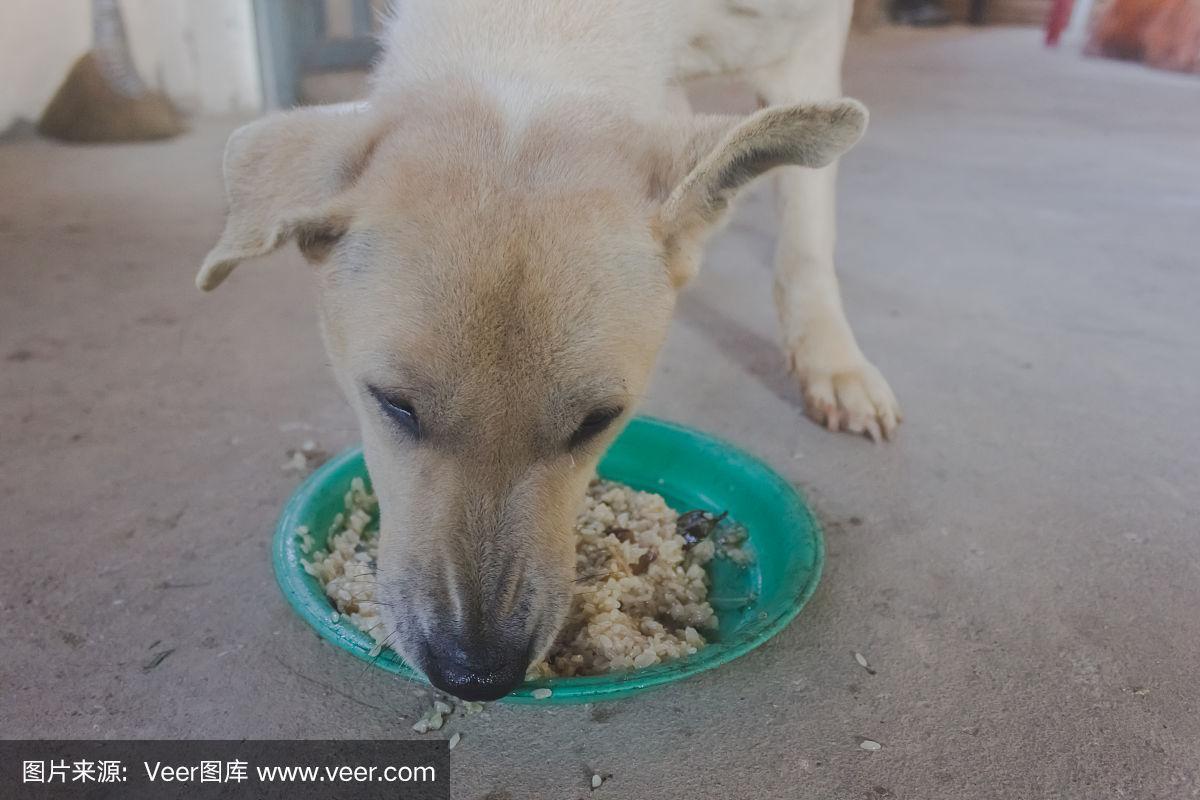 小狗吃了糯米饭没事吧