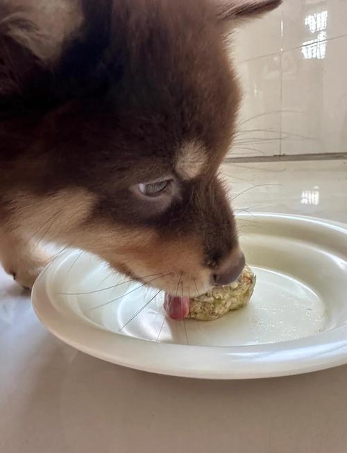 狗狗坐月子能吃糯米饭