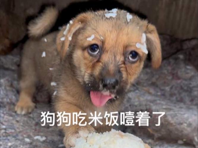 狗狗能不能吃糯米