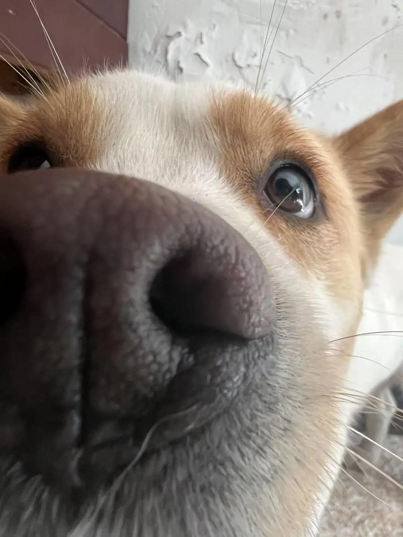 狗吃了糯米真的会死吗