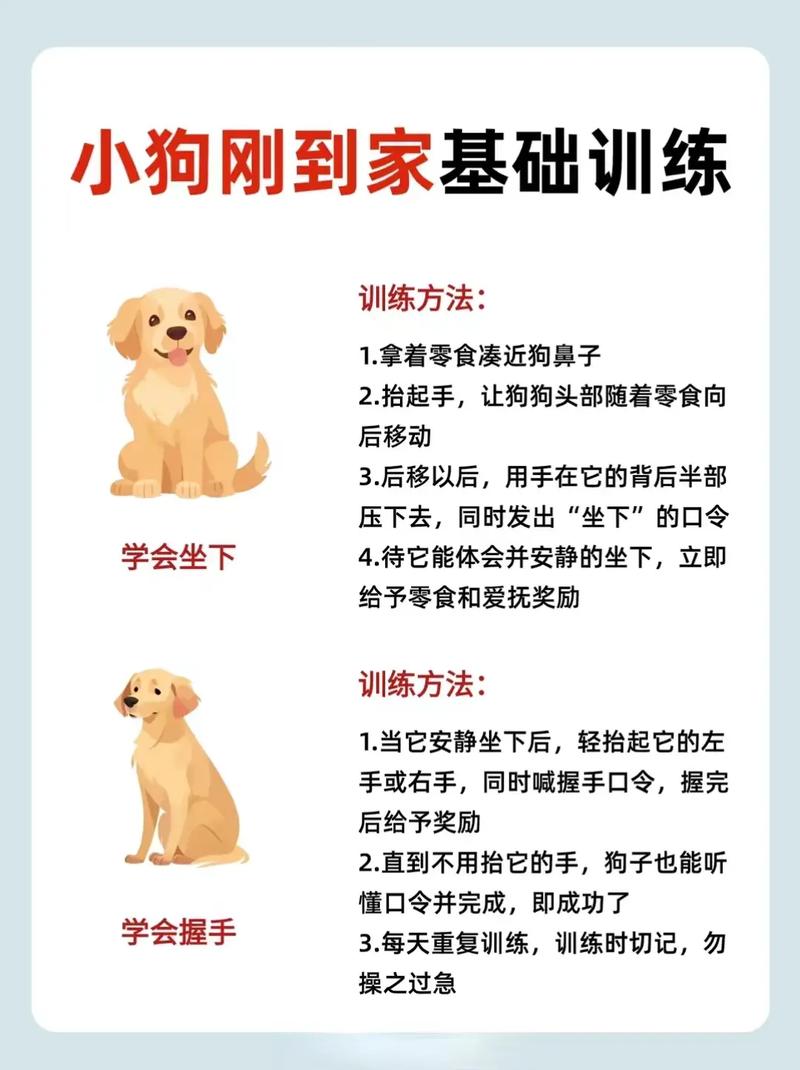 如何训练狗狗听话