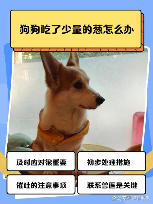 狗狗吃了葱怎么办?