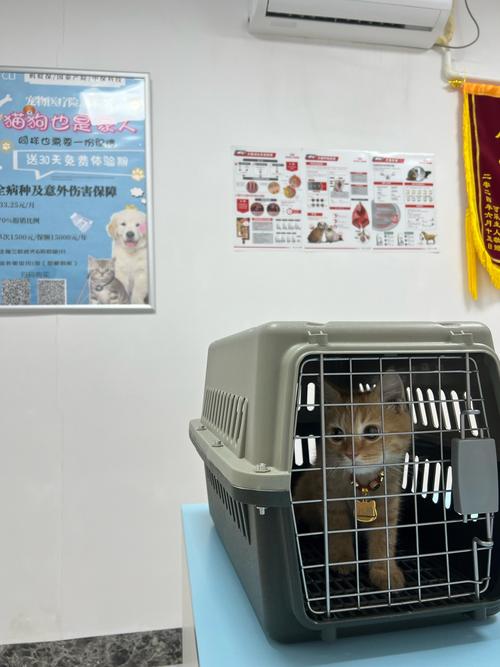 猫咪多大去体检