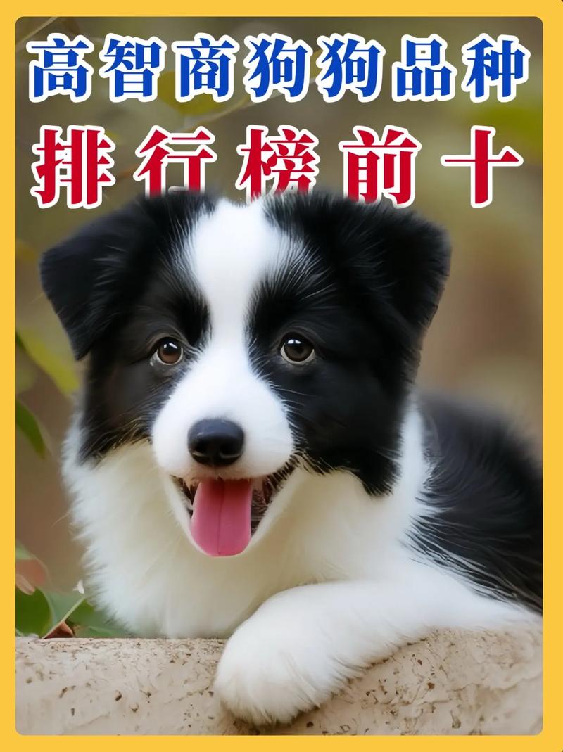 中国的狗按智商排名前十名都是什么狗?