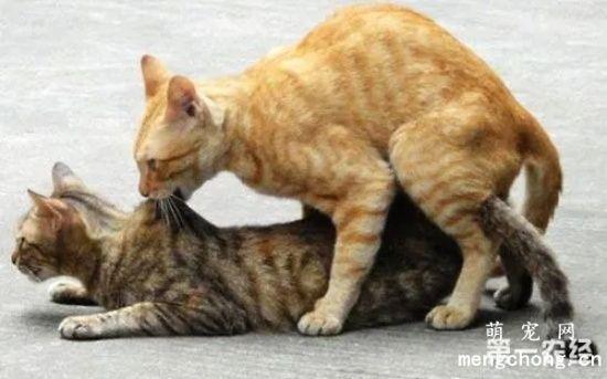 猫咪配种一天能怀吗