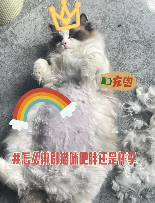 猫咪交配后多久可以怀孕啊?
