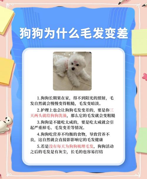 狗狗身上的毛少怎么办
