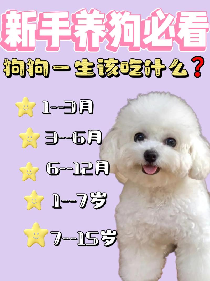 40天的小狗吃什么?新手铲屎官一定要看