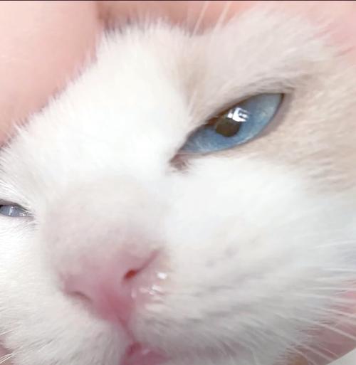 猫咪打喷嚏流清鼻涕但食欲和精神都很好