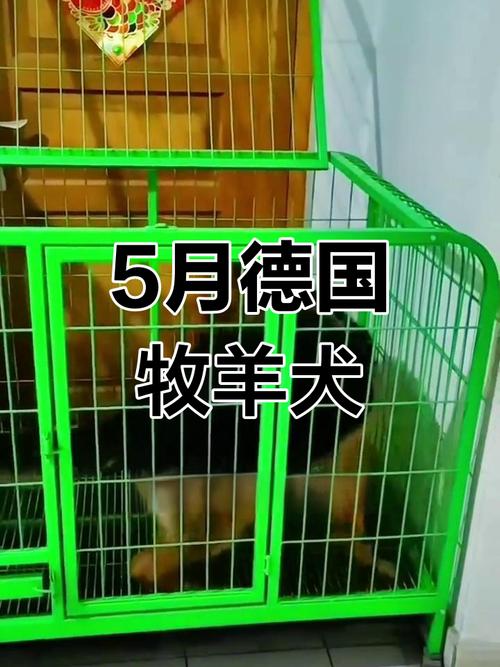 德牧5个月喂多少狗粮