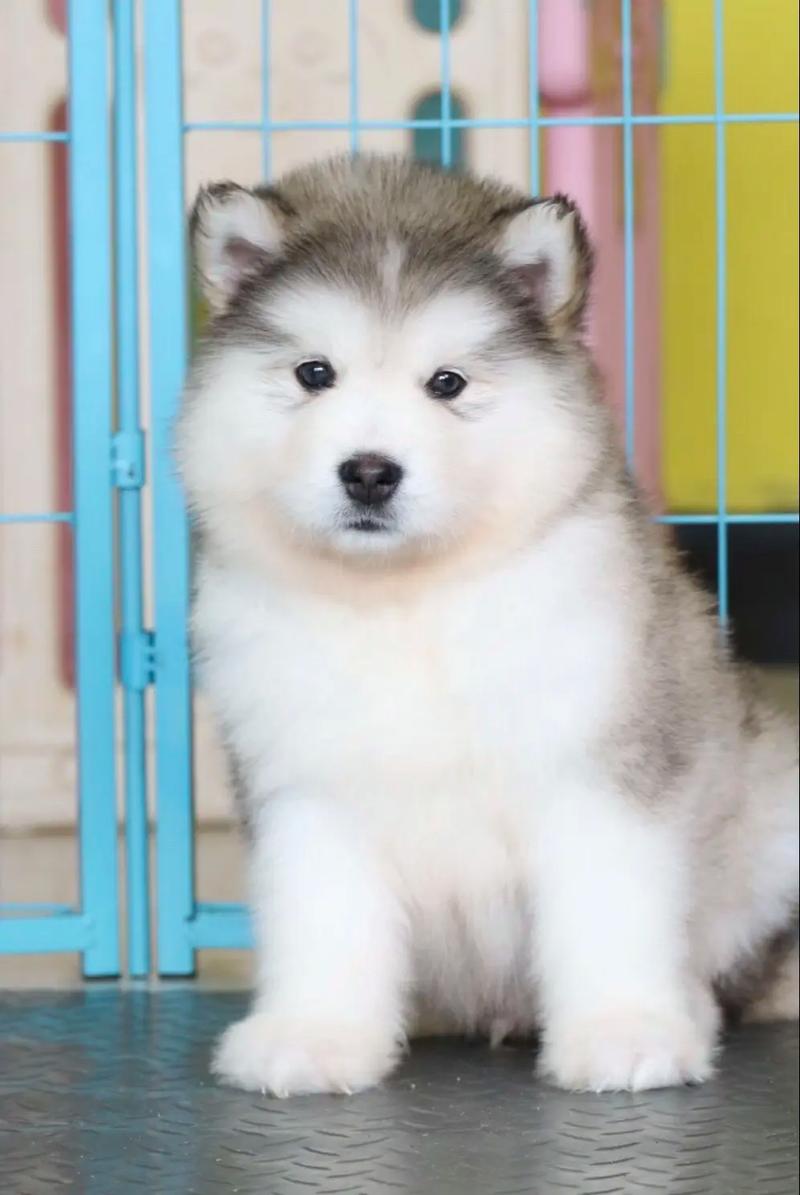 五个月萨摩每天吃多少狗粮