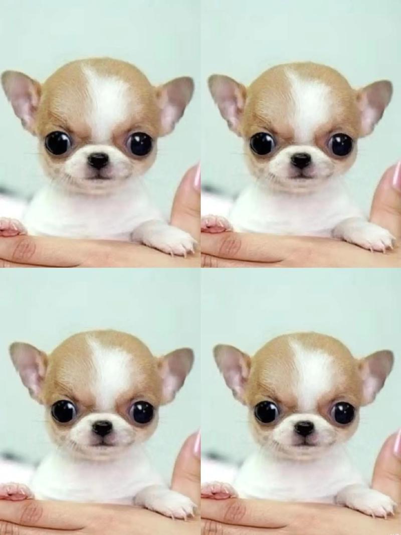 两岁多的吉娃娃还会不会得细小病毒?