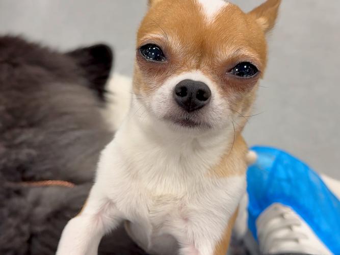 狗在多大以后不容易得犬瘟热、细小一类的传染病?