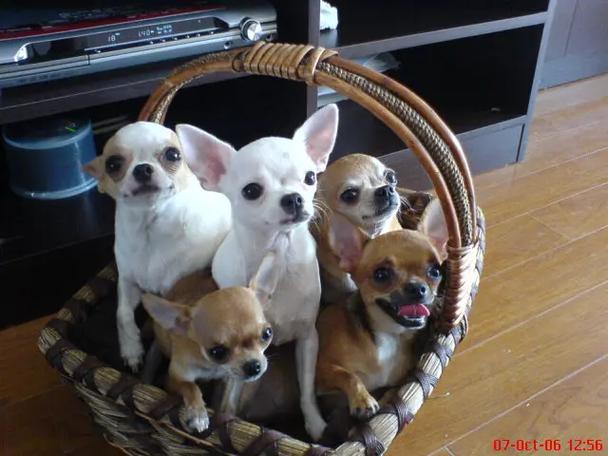 两岁的狗狗会得细小吗