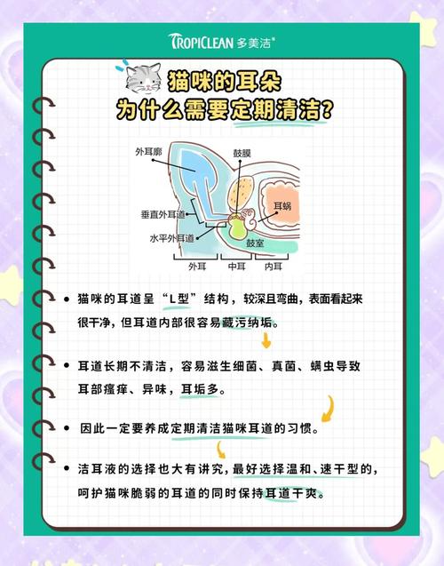 猫咪耳朵发热怎么回事