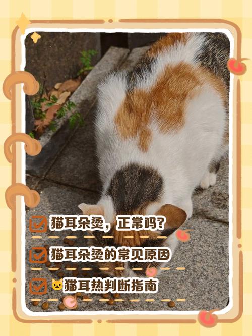 猫咪耳朵发烫是什么原因造成的