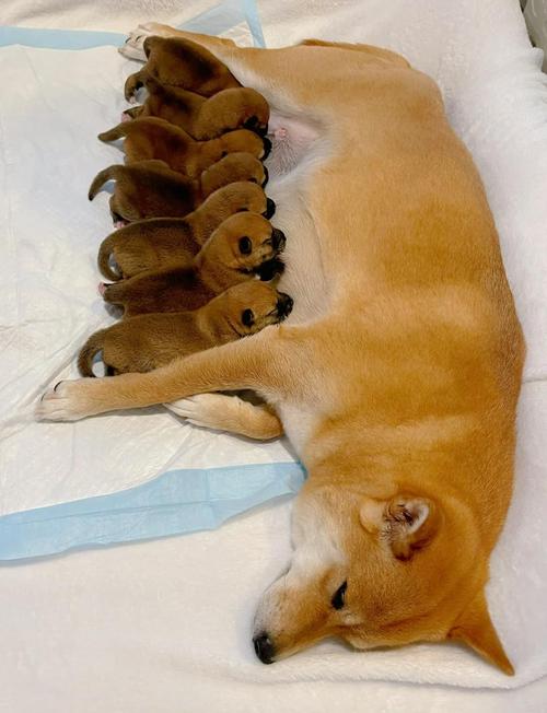 狗怀孕能挤出奶水还多久生