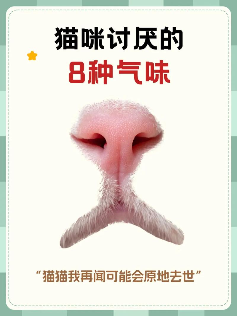 猫咪会不喜欢什么味道