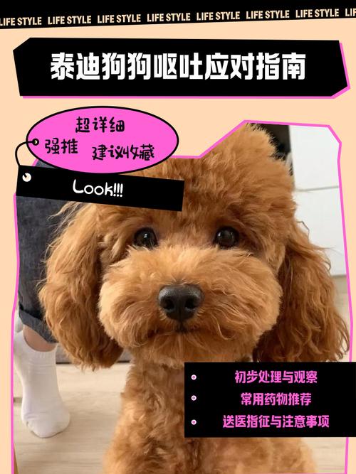 狗狗频繁呕吐怎么办?