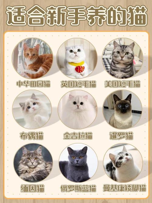 当前最流行比较受欢迎又最适合新手养比较好养的10种宠物猫推荐
