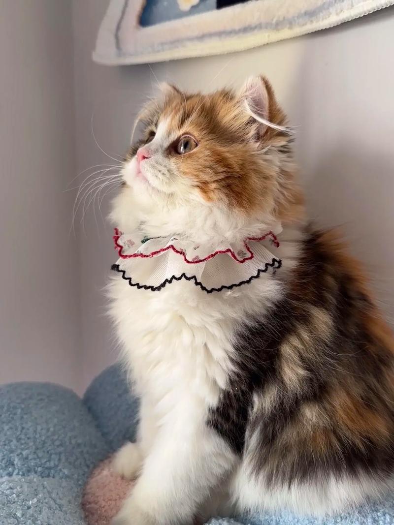 想养猫,什么猫好养还特别温顺呀